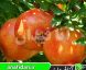 نهال انار گلو باریک