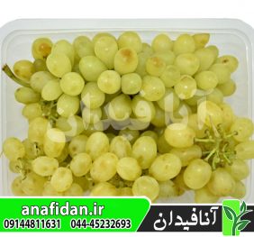 نهال انگور رطبی شیرازی