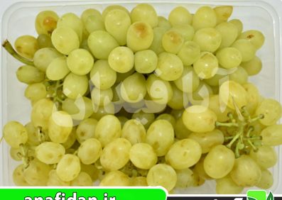نهال انگور رطبی شیرازی