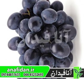 نهال انگور آنتپ