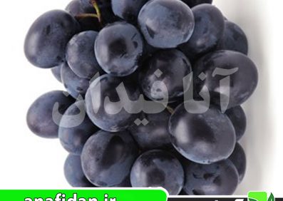 نهال انگور آنتپ
