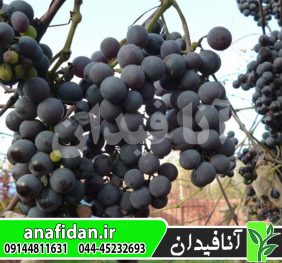 نهال انگور ایزابللا