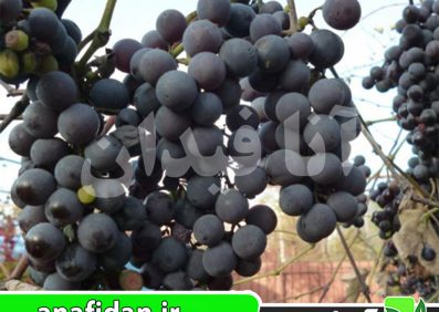 نهال انگور ایزابللا