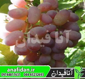 نهال انگور تبرزه قرمز