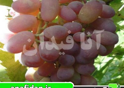نهال انگور تبرزه قرمز