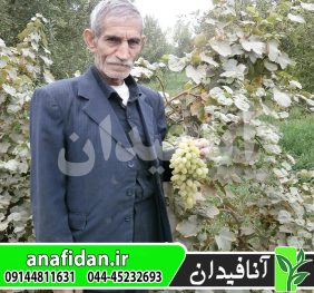 نهال انگور حسینی