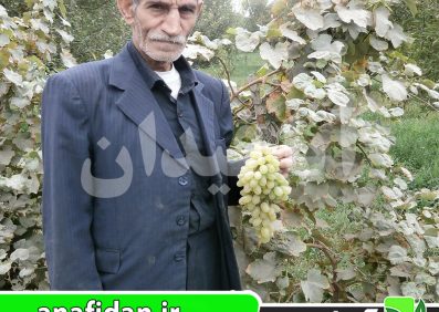 نهال انگور حسینی