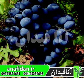 نهال انگور خشناو