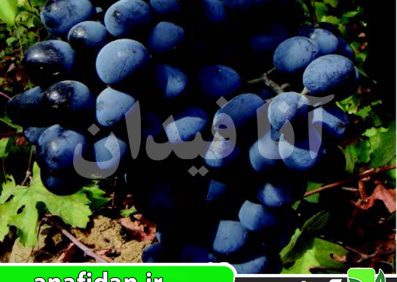 نهال انگور خشناو