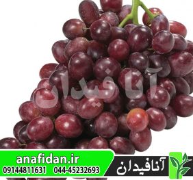 نهال انگور خضری