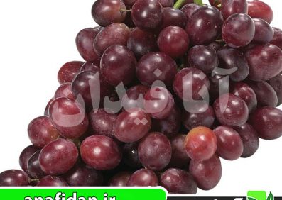 نهال انگور خضری
