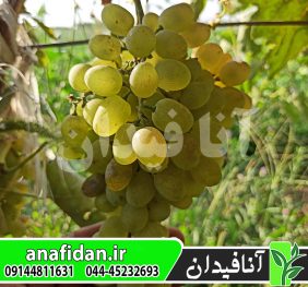 نهال انگور خلیلی سفید