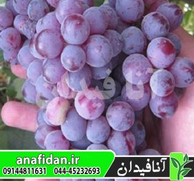 نهال انگور خلیلی قرمز