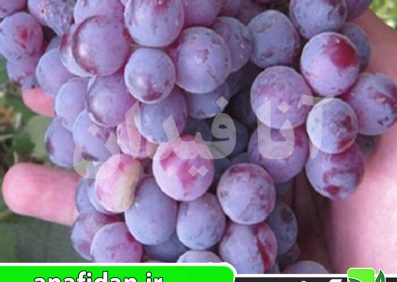 نهال انگور خلیلی قرمز