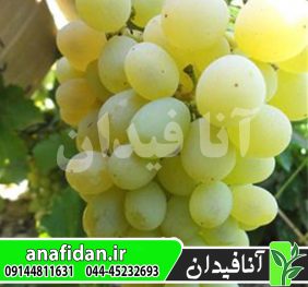 نهال انگور دسترچین