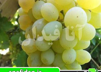 نهال انگور دسترچین