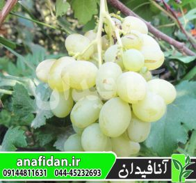 نهال انگور دیزماری
