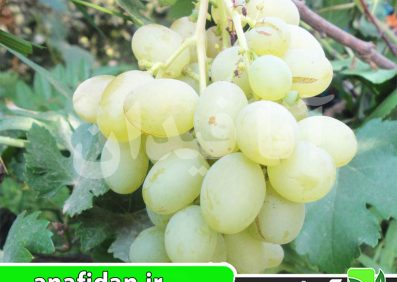 نهال انگور دیزماری