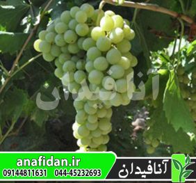 نهال انگور دیوانه