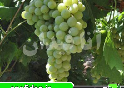 نهال انگور دیوانه