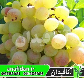 نهال انگور رازقی