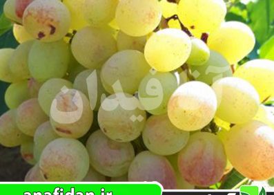 نهال انگور رازقی
