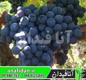 نهال انگور رشه