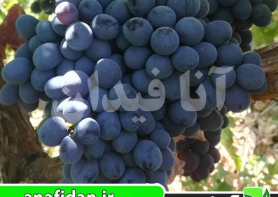نهال انگور رشه