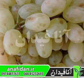 نهال انگور رطبی شیرازی
