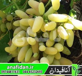 نهال انگور ریش بابا سفید