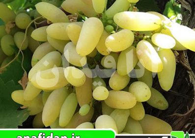نهال انگور ریش بابا سفید