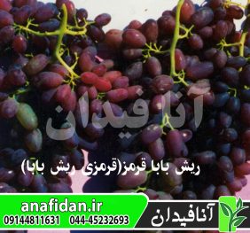 نهال انگور ریش بابا قرمز