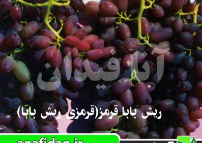 نهال انگور ریش بابا قرمز