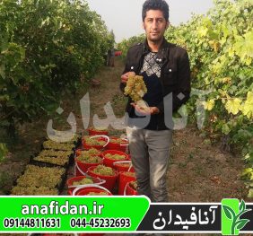 نهال انگور زرد بی دانه
