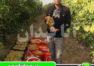 نهال انگور زرد بی دانه