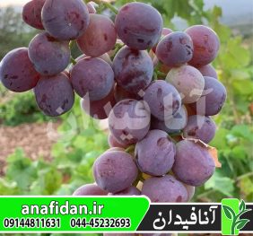 نهال انگور سرقوله