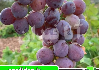 نهال انگور سرقوله