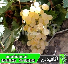 نهال انگور سفید بی دانه