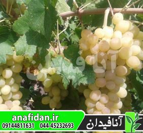 نهال انگور سفید کشمشی بواناتی