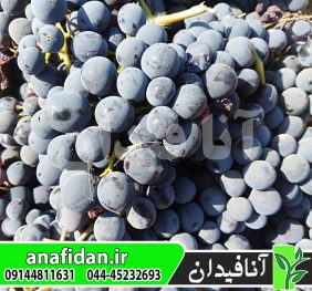 نهال انگور سیاه سردشت