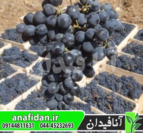 نهال انگور سیاه شرابی