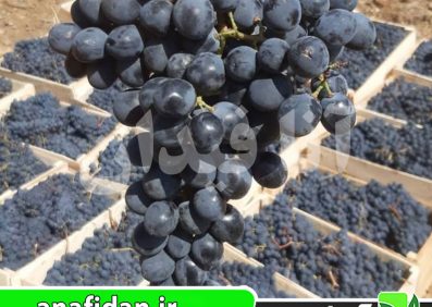نهال انگور سیاه شرابی