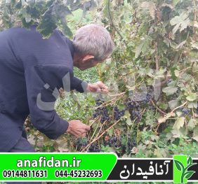 نهال انگور شانی