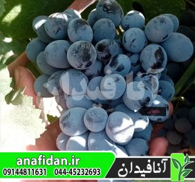 نهال انگور شاهانی