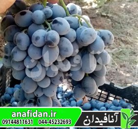 نهال انگور شاهانی شاهرود