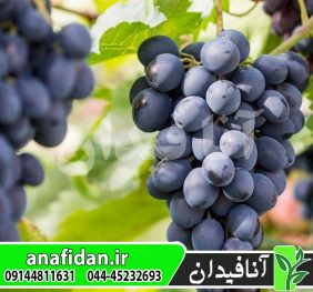 نهال انگور شاهانی قزوین