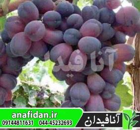 نهال انگور شاهانی مکی