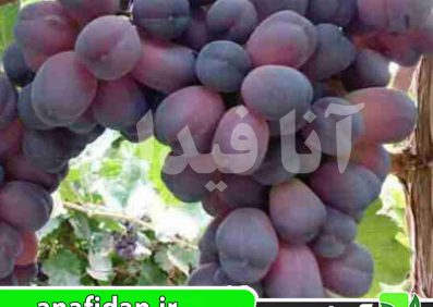 نهال انگور شاهانی مکی