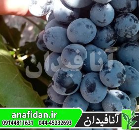 نهال انگور شاهانی هشتگرد