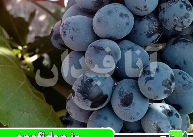 نهال انگور شاهانی هشتگرد